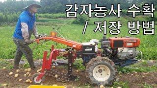 감자 수확 후 높은 가격 받는 방법 / 이것만 알면 감자도 고소득작물입니다. (감자저장방법, 판매시기) [농사의신] / High-income Potato Farming