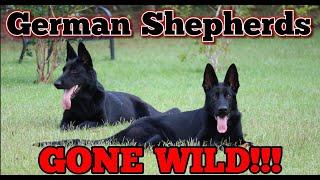 German Shepherds Running WILD in German Shepherd Land!!!