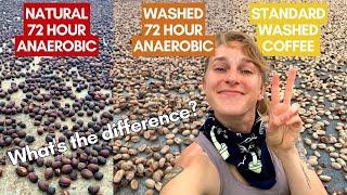 The Difference Between Natural and Washed Coffee, 72 hour "Anaerobic" Process Coffee