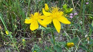 Ep. 33 St.John’s Wort #herbs #medicine #garden #diy #ancestors #howto