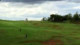 Many bouncing kangaroos in Hunter Valley, Australia