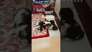 cute, huggable, therapeutic kittens 