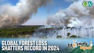 GLOBAL FOREST LOSS SHATTERS RECORD IN 2024; FUELED BY MASSIVE FIRE