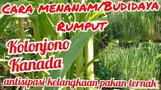 Cara menanam/Budidaya rumput kolonjono