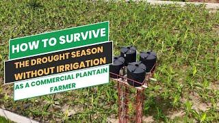 SURVIVING THE DROUGHT SEASON WITHOUT IRRIGATION AS A PLANTAIN FARMER/ How to have a thriving field.