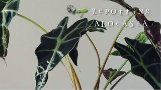 Repotting Houseplants // Alocasia Amazonica Elephant Ears 