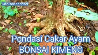 Kumpulan tahan awal membuat pondasi akar keliling Bonsai Kimeng