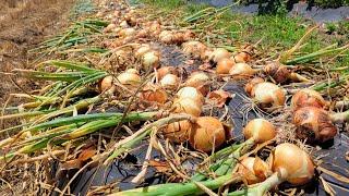 2 Tips to Grow lots of BIG Onions!!