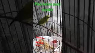 pleci gacor #shortvideo #shorts #kicau #kicaumania #birds #bird #birdlovers #pleci #reel