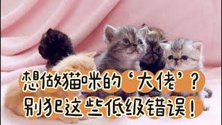 想做猫咪的‘大佬’？别犯这些低级错误！#养猫经验分享