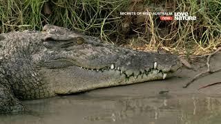 Тайны дикой природы Австралии : Крокодилы 4K