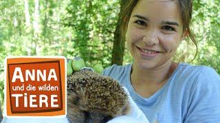 Wer lebt im Garten? | Reportage für Kinder | Anna und die wilden Tiere