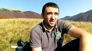 Селекція карпатських бджіл, створення території чистопородного розведення