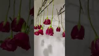 Preserve Your Roses Using Hairspray - Eternity Roses
