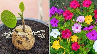 Only toothpaste and potatoes make this branch grow more flower | How to grow mirabilis jalapa