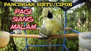 Pancingan sirtu/cipoh Pagi,Siang,Dan Malam Sangat Ampuh Untuk merangsang sirtu agar cepat gacor.