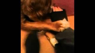 Mad kenny dog price