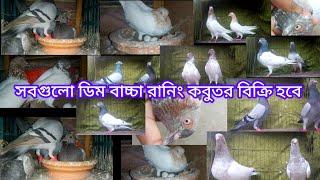 কমদামে কবুতর কিনুন kobutor /kobutor palon bangladesh /kobutor hat tongi