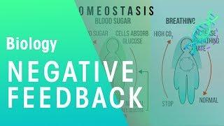 Negative Feedback | Physiology | Biology | FuseSchool