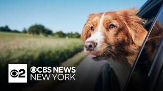 Safety tips to follow when traveling with pets this summer