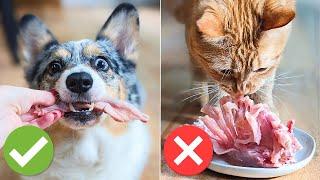 4 Common Mistakes When Feeding Raw Bones To Your Pet