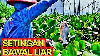 mancing bawal // mancing rawa pening