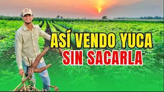 ¿Cómo Vender Yuca por Tareas sin Sacarlas del Suelo? | Mundo Agronomico