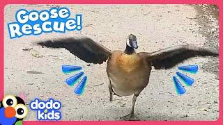 Rescuer Shows Little Goose How To Fly By Flapping His Arms! | Dodo Kids | Rescued!