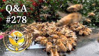 Backyard Beekeeping Questions & Answers Episode 278 October 4th