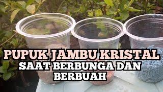 SAAT BERBUAH JAMBU KRISTAL BOLEH DI PUPUK? INI CARANYA