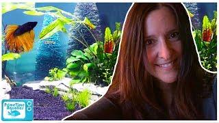 All of Joanna's Nano Aquariums!