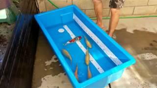 Konishi Koi Farm - Super Jumbo Karashigoi Growth Update 5/9/2020