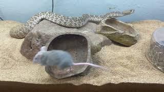 Beautiful RED RATTLESNAKE shows a rat who’s boss !