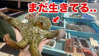 I tried raising some edible octopus that was left over from a fish shop, and it was amazing!