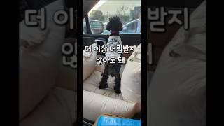 더 이상 버림받지 않아도 돼 #유기견#입양#평생가족#블랙푸들#더이상버림받지않아도돼