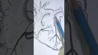 Heart Drawing ️ #drawing  #art #draw #howtodraw #sketch #tutorialdrawing #drawingforbeginners