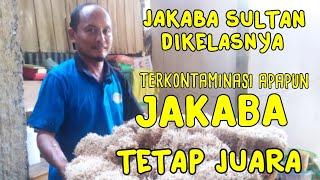 Jakaba sultan dikelasnya, terkontaminasi apapun, jakaba tetap juara