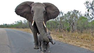 Mother Elephant Protects Calf From Tourists