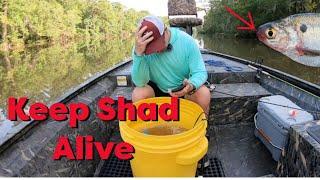 Keep Shad Alive? This water treatment works!
