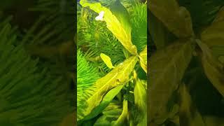 Гуппи всегда активные))) #аквариумныерыбки#гуппи #aquarium #guppy