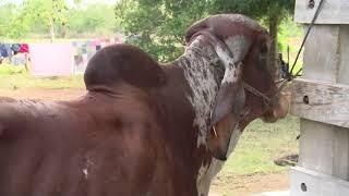 Manejo adecuado de ganado bovino GYR (ING Jimy Zelaya) PARTE1