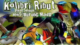 suara pikat burung madu Kolibri ribut paling ampuh || pikat semua jenis burung madu Anti zonk