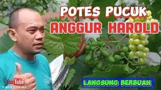 Cara mudah membuahkan anggur harold dengan potes pucuk