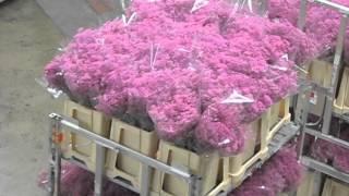 Tour of The Worlds Biggest Flower Auction