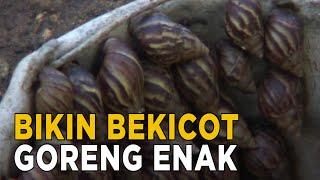 Oleh sebagian orang bekicot diolah menjadi makanan yang lezat | JELANG SIANG