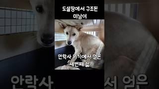도살장에서 구조된 미남이의 세번째 삶(1) #유기견#도살장#반려동물#dogs#pets#adoption#사지말고입양하세요