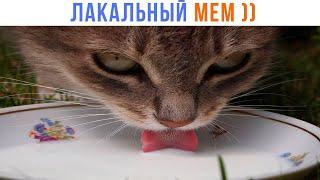 ЛАКАЛЬНЫЙ МЕМ ))) Не все поймут) | Приколы с котами | Мемозг 1440