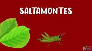 Animales para niños | Nombre de los insectos | Sonidos de animales | Videos educativos | LeoFunTv