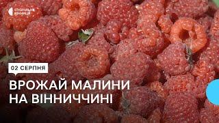 "Ціна вища, ніж минулого року": урожай малини на Вінниччині