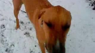 Woody the funny dog ( lurcher cross staff) gets snowed!